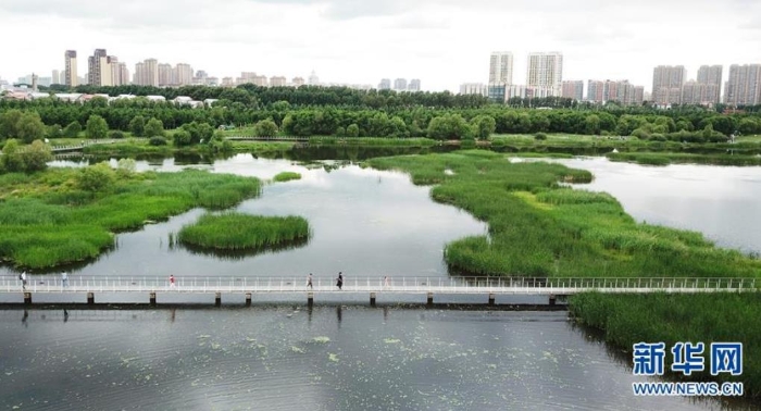 6月25日，市民在哈爾濱大劇院附近的城市濕地游玩（無人機照片）。新華社記者王建威攝