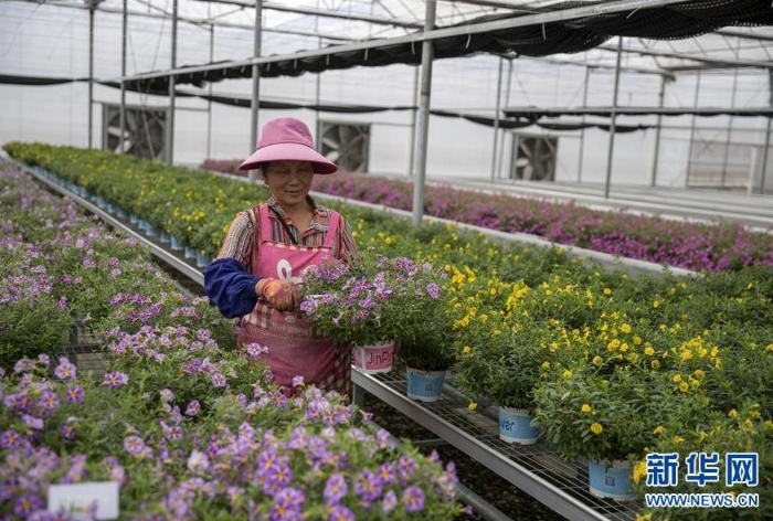 昆明市晉寧區韓家營村村民王翠英在當地一家鮮花加工企業打理鮮花（8月19日攝）。 新華社記者 孫敏 攝