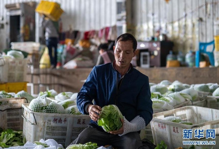 在通?？h一家農產品公司冷庫基地，一名工人給蔬菜套袋（3月4日攝）。新華社記者 胡超 攝