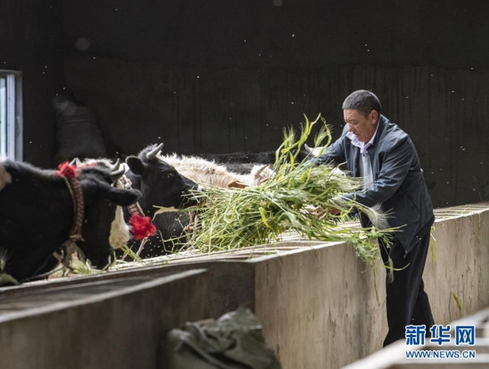 在西藏日喀則市江孜縣江孜鎮東郊村康蘇農民養牛專業合作社，尼瑪次仁在喂牛（8月28日攝）。  新華社記者 孫非 攝