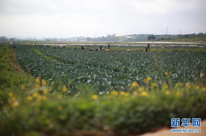 貴州省威寧彝族回族苗族自治縣草海鎮中海社區蔬菜基地（8月6日攝）。新華社記者 劉續 攝