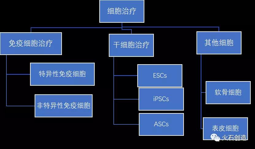圖1 細胞治療產業細分領域情況