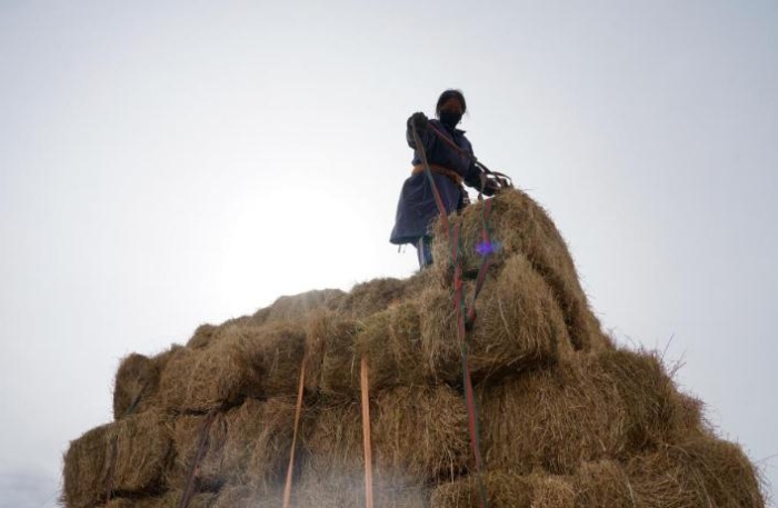 在青海省果洛藏族自治州甘德縣江千鄉(xiāng)，村民正在給剛收割完的飼草打捆。（2020年11月3日攝）。新華社記者陳凱 攝