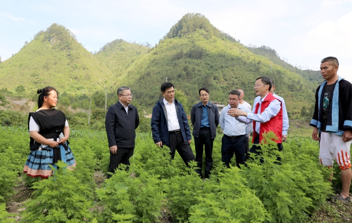 圖為廣西壯族自治區(qū)藥監(jiān)局深入田間地頭了解青蒿種植情況。（程奇攝）