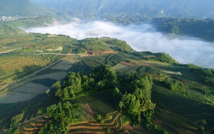 中國中藥湖南湘西百合基地。