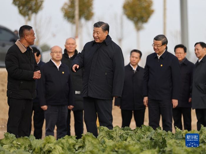 11月10日，中共中央總書記、國家主席、中央軍委主席習(xí)近平在北京、河北考察災(zāi)后恢復(fù)重建工作。這是10日下午，習(xí)近平在河北保定涿州市刁窩鎮(zhèn)萬全莊村村邊農(nóng)田察看大白菜長勢。新華社發(fā)（盛佳鵬攝）