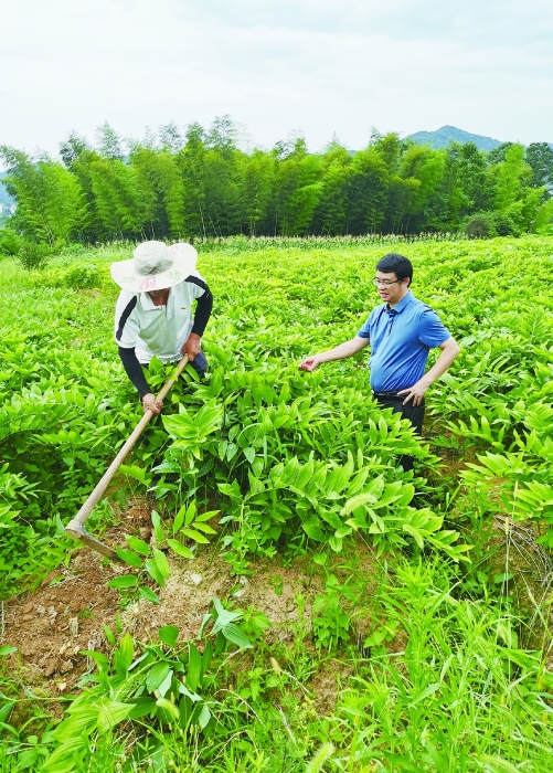 圖②為今年6月28日，湖南農業大學生物科學與技術學院專家（右）在湖南省南國藥都中藥飲片有限公司玉竹種植基地指導工作。